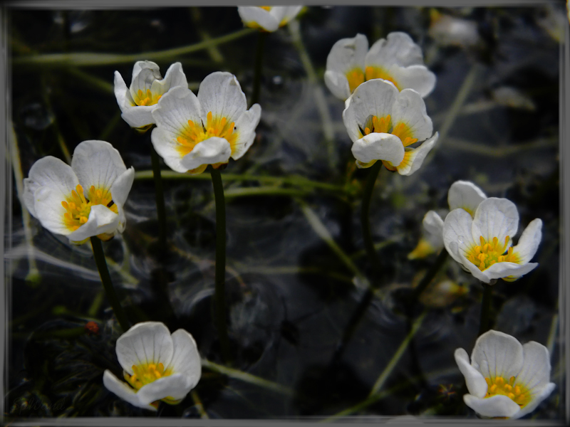 Фото жизнь (light) - spwand - Цветы  - Лютик водный