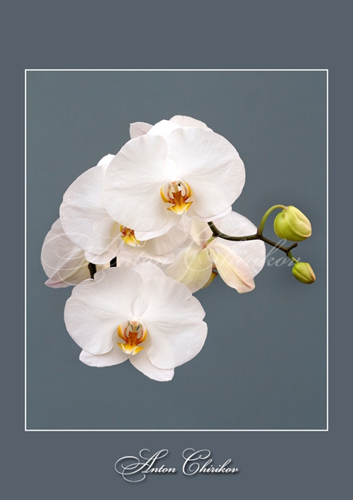 орхидея белая