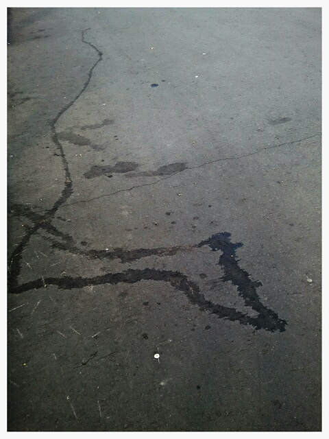 Фото жизнь (light) - serenata - корневой каталог - лис