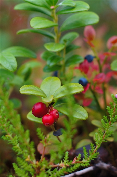 Vaccinium vitis-idaea