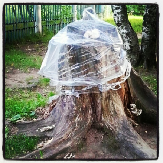 Фото жизнь (light) - serenata - корневой каталог - *