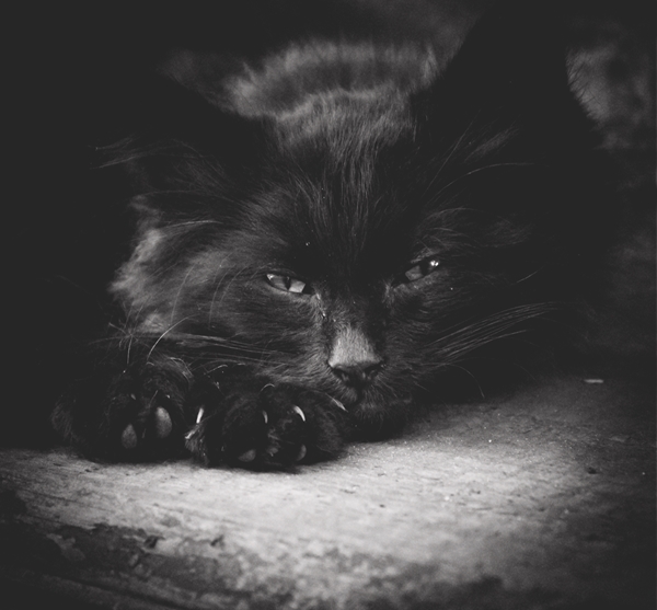 Фото жизнь (light) - dylkovka - корневой каталог - ...
