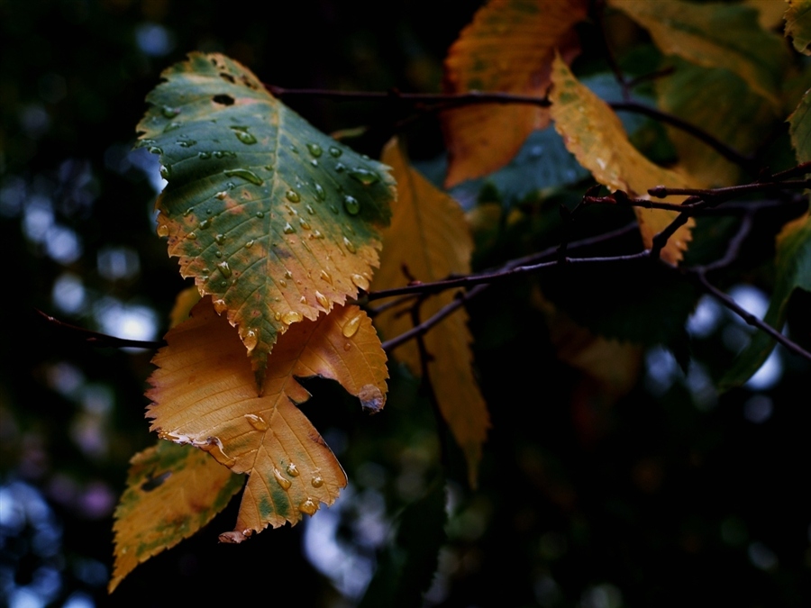 НАКАНУНЕ ОСЕНИ, ПОСЛЕ ДОЖДЯ...