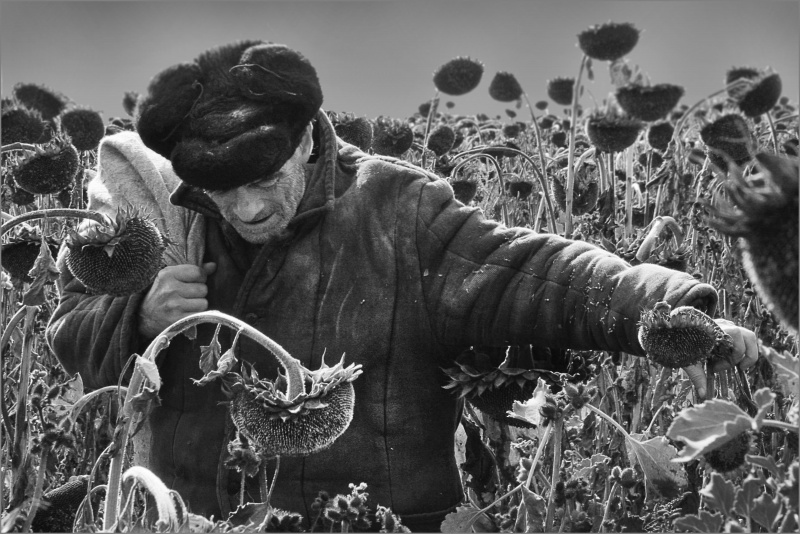 Фото жизнь (light) - Константин Бобрищев - корневой каталог - Битва за урожай