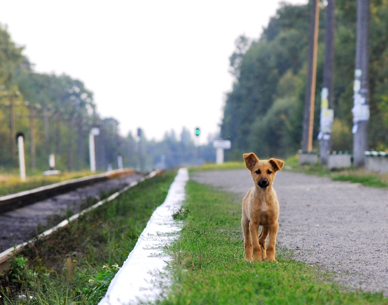 Фото жизнь - Виталий Шафранский - корневой каталог - А поезд уехал...