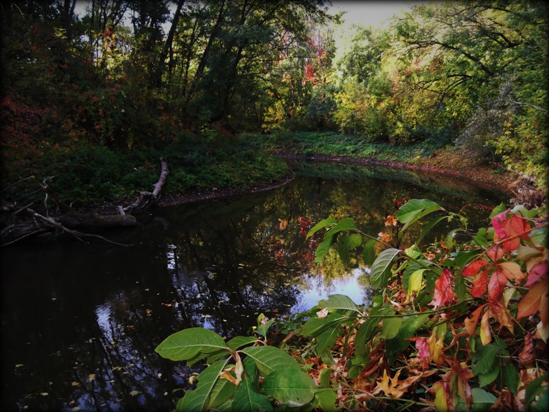 Фото жизнь (light) - OKSANA_KOSATENKO - корневой каталог - Осень в лесу