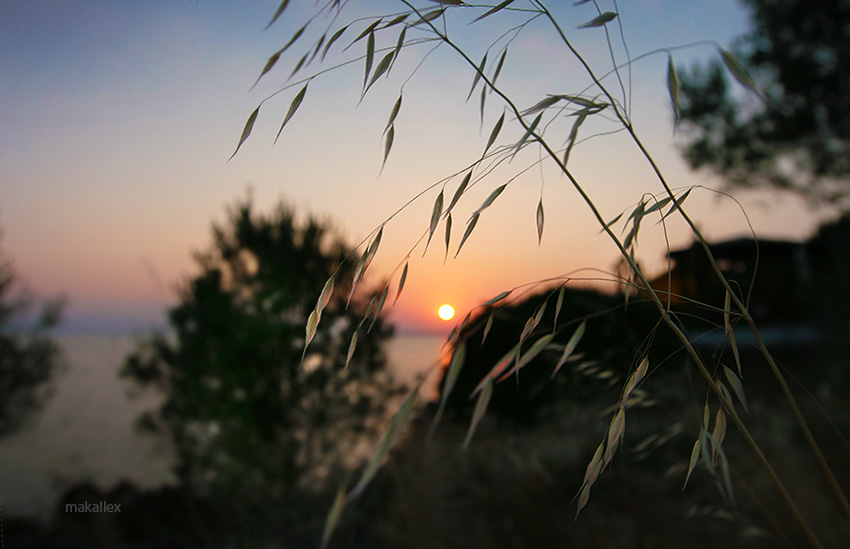 Фото жизнь (light) - makallex - корневой каталог - на закате лета...