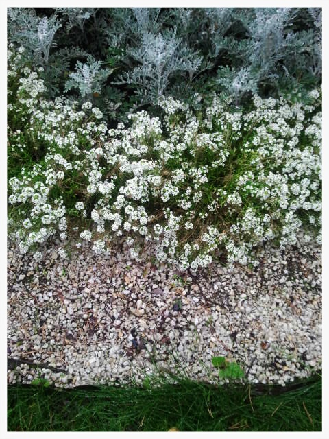 Фото жизнь (light) - serenata - корневой каталог - *