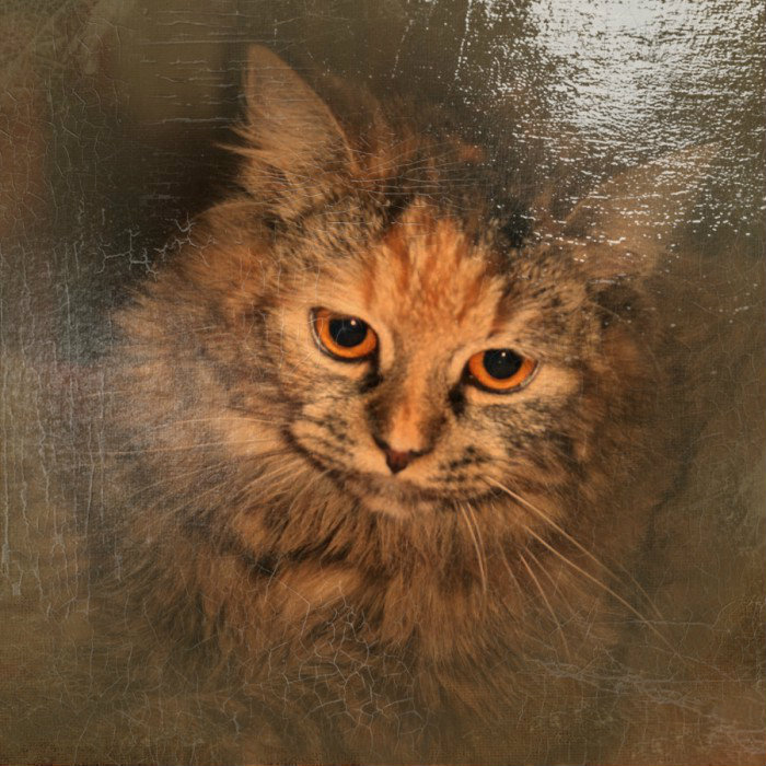 Фото жизнь (light) - nkolteeva - корневой каталог - *****