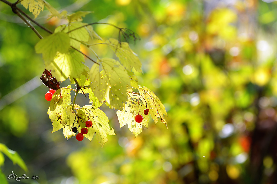 Фото жизнь - emunilkin - природа - Калина и Осень...