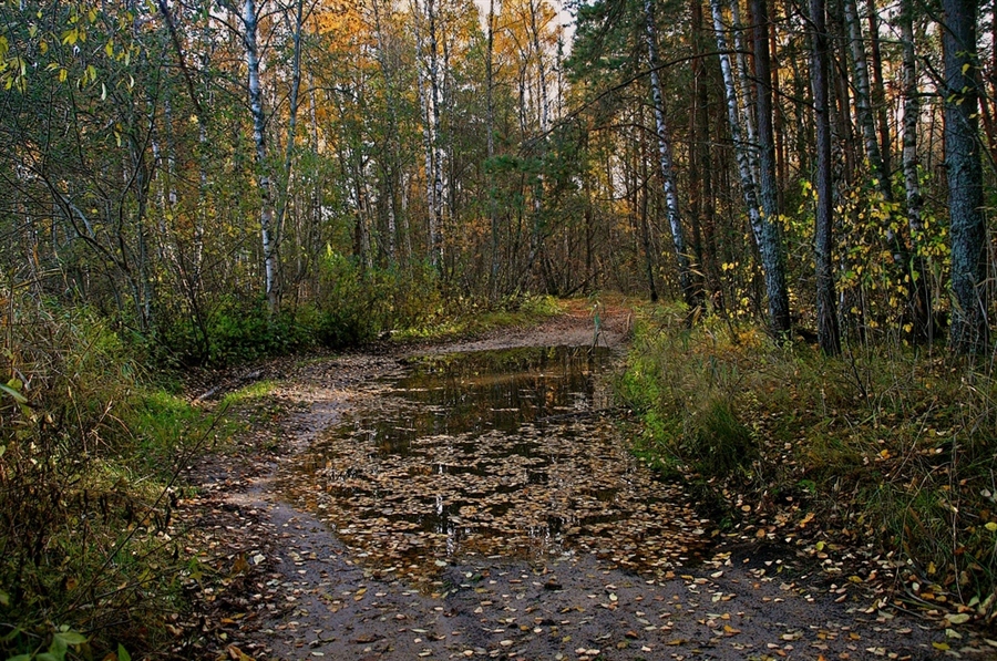 Дождь В Осеннем Лесу Фото
