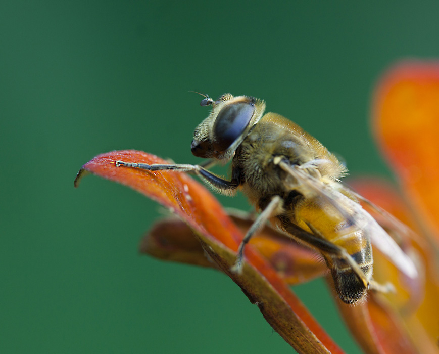 Фото жизнь (light) - Татьяна Петрова - Кто не спрятался - *