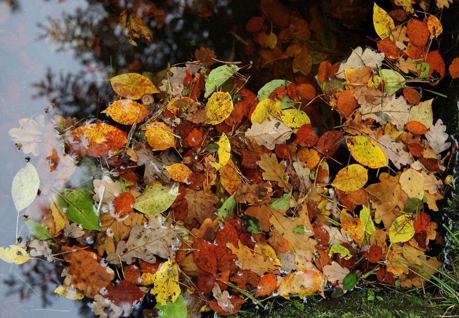 Фото жизнь (light) - SvetSvetoch - корневой каталог - Осень, осень...