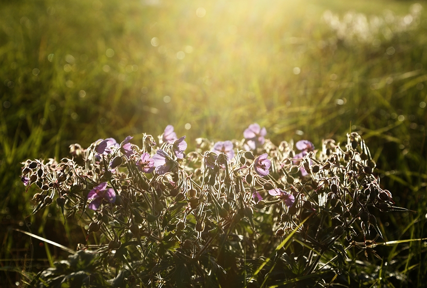 Фото жизнь (light) - Pavel_S - Без темы - полевые цветы
