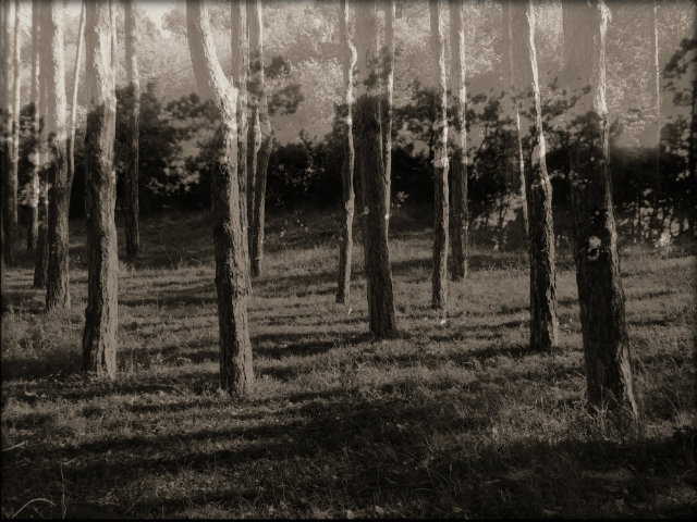 Фото жизнь (light) - Euphoria - корневой каталог - ..