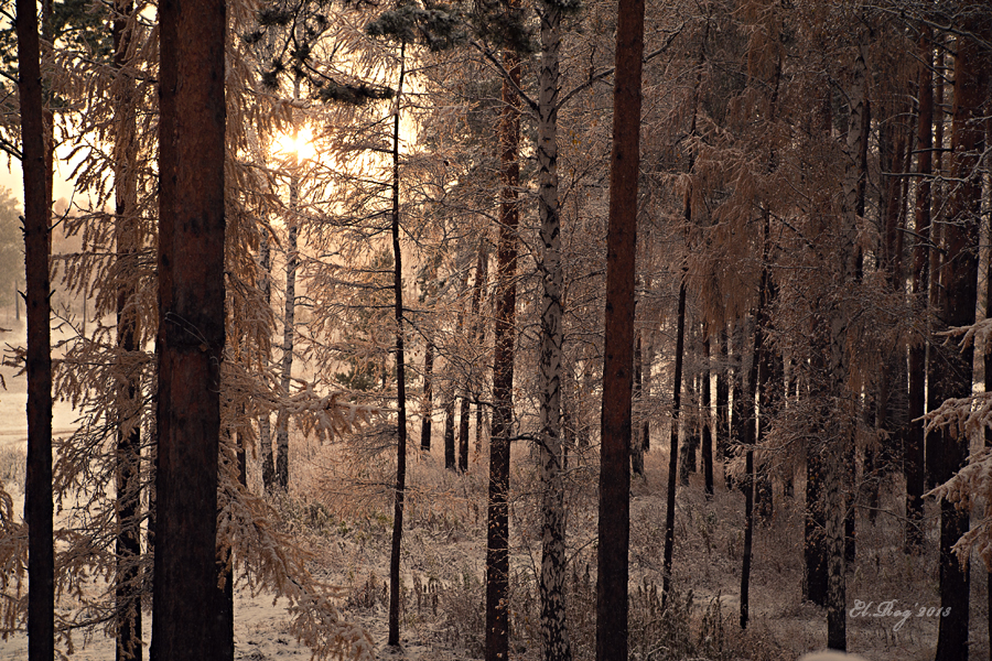 Фото жизнь (light) - Rogatneva - корневой каталог - После снегопада...