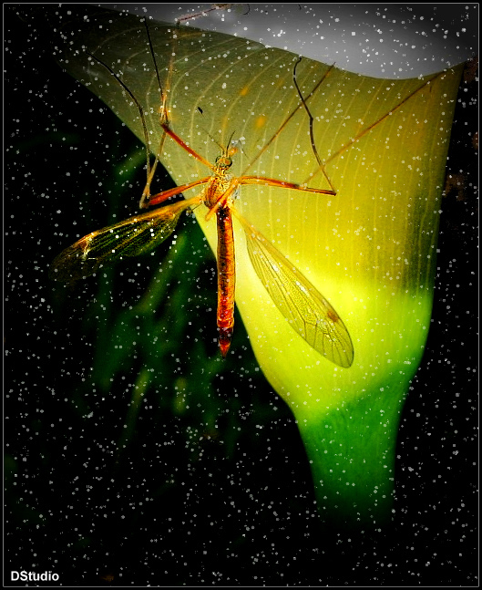 Фото жизнь - DM-Photo - Illustration to... - Попрыгунья стрекоза лето красное пропела...