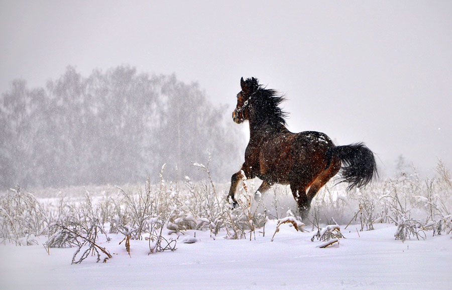 Фото жизнь (light) - MorboN - Дикуни - бег