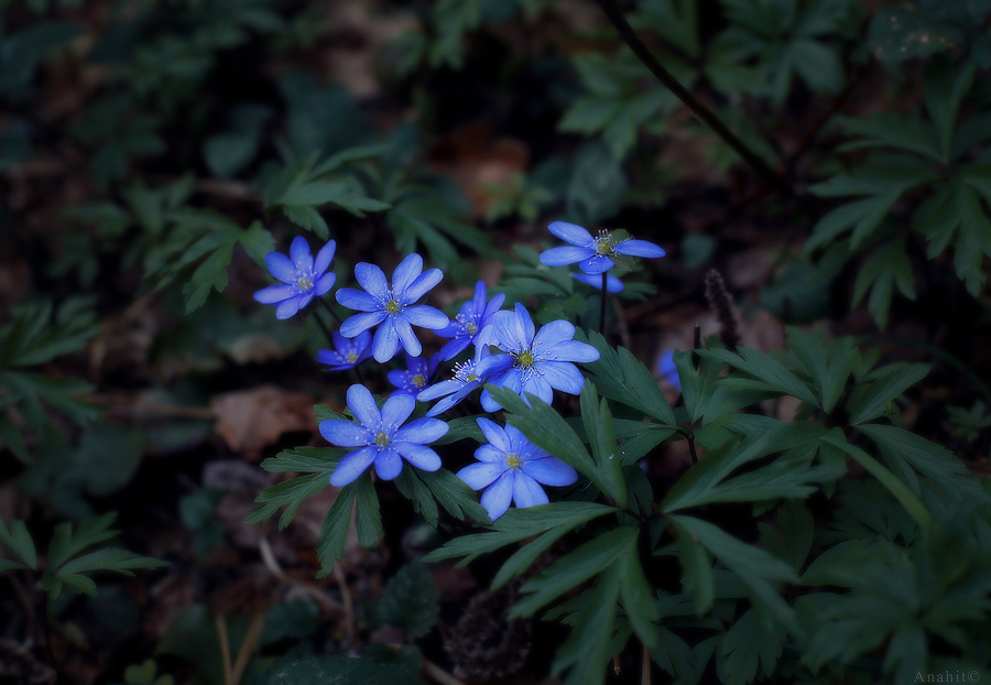 Фото жизнь - Anahit - Природное - лесные цветы