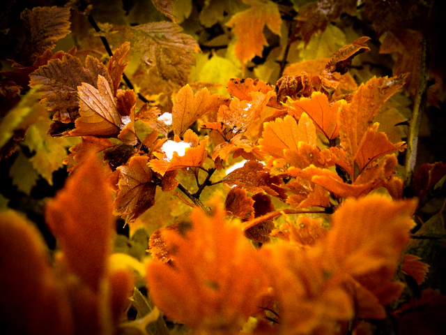 Фото жизнь (light) - Артемий Горбань - Пейзаж - Осень,коньячное настроение...