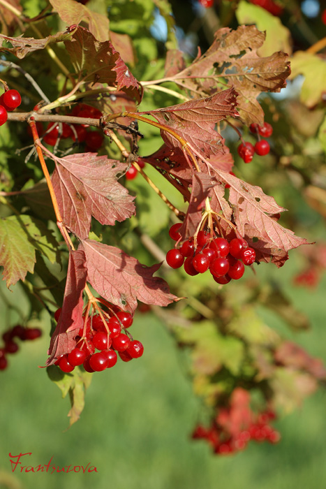 Фото жизнь (light) - Французова Мария - Растительность - Краски осени