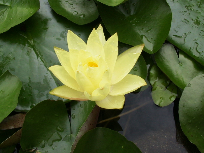 Фото жизнь (light) - natalka68 - флора - Yellow Beauty