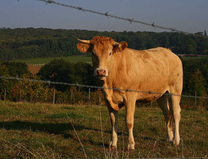Фото жизнь (light) - . - Зверьё моё. - И поля зовут, но бежать не стоило ...
