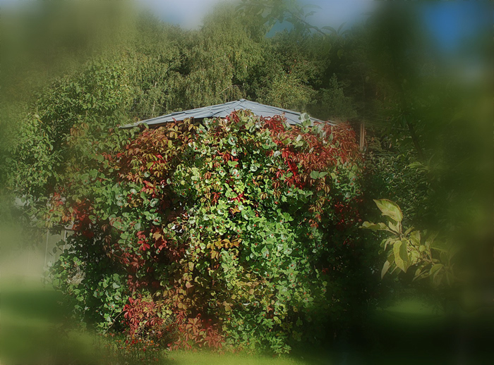 Фото жизнь (light) - Ольга Т. - корневой каталог - Осень в моём саду