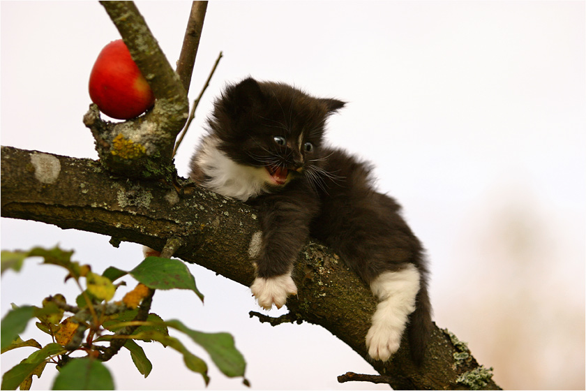 Фото жизнь (light) - JAndrei - Муркины рассказки. - ааа, снимите меня отсюда, не хочу больше яблок!