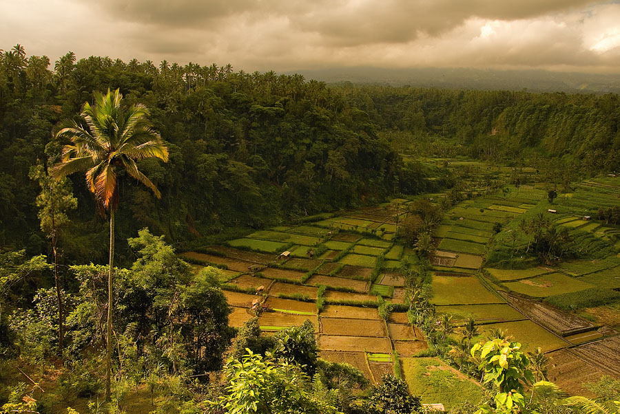 Фото жизнь - PhotoSD - Бали - Рисовая долина