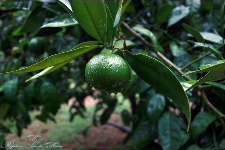 Фото жизнь (light) - Malena - ПРИРОДА - ...лайм...