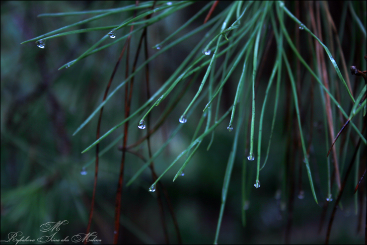 Фото жизнь (light) - Malena - ПРИРОДА - ...после дождя...