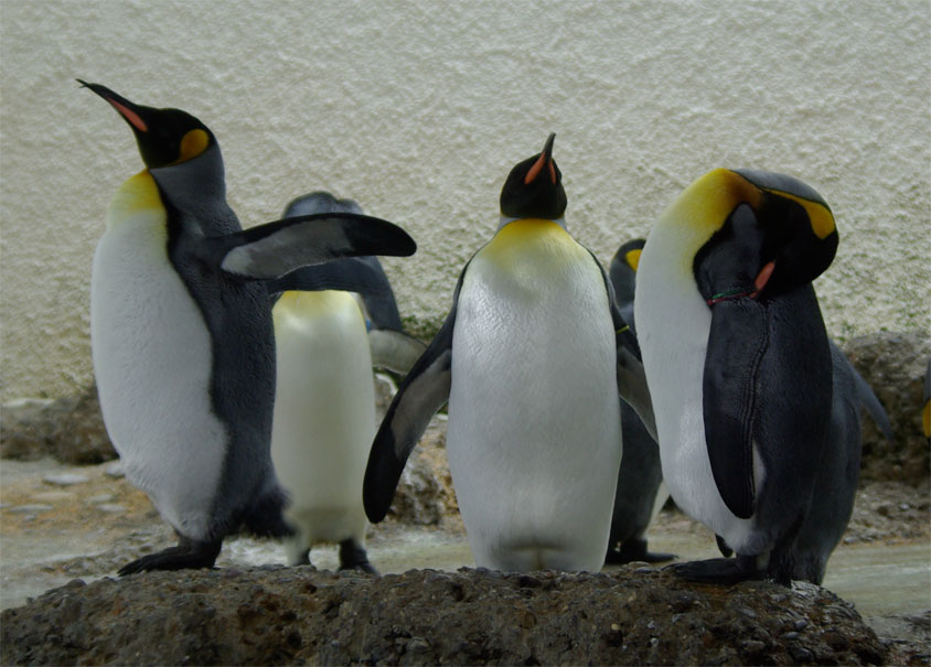 Фото жизнь - -VSV- - В мире животных - Пингвины
