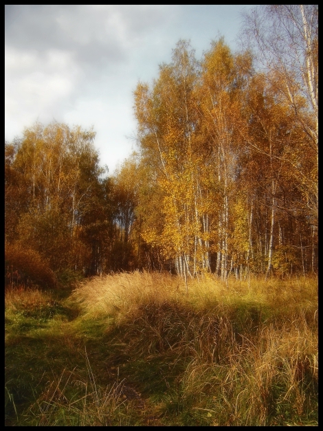 Фото жизнь (light) - Лизавета - корневой каталог - Осень в лесу