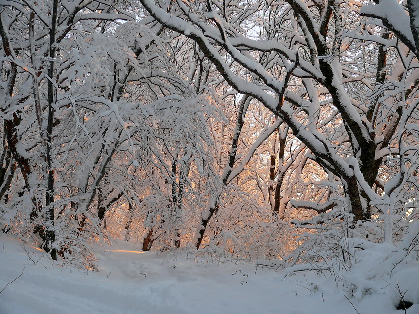 Фото жизнь - Валерий Елыков - Природа - Зимний лес