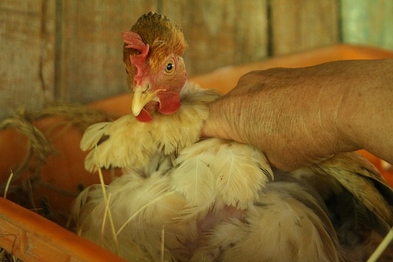 Фото жизнь (light) - . - Зверьё моё. - В суп! Ааааааааааааааа....(пятнишная-депрессивная).