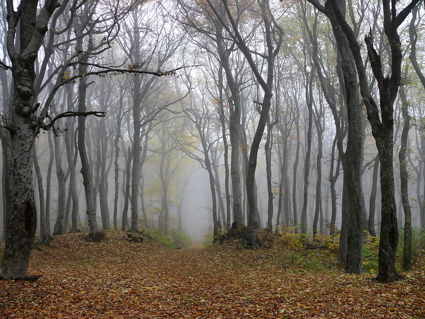 Фото жизнь - Валерий Елыков - Природа - Туман на Бештау 2