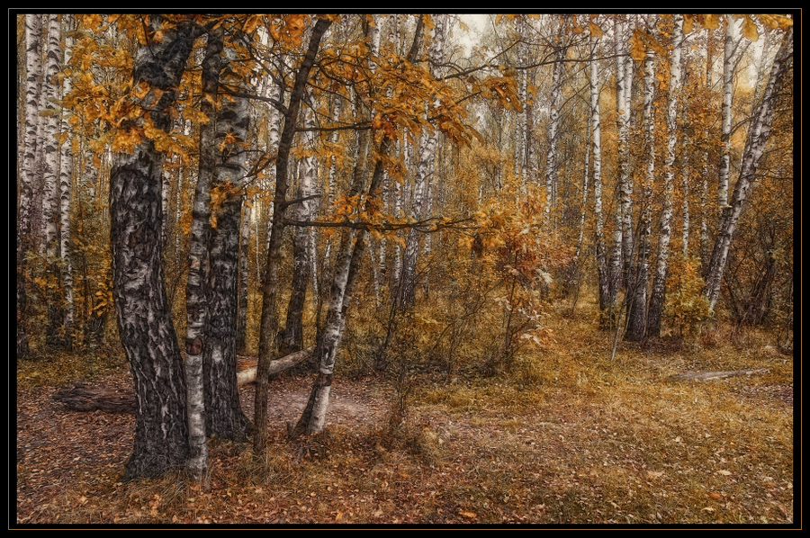 Фото жизнь (light) - Павел - корневой каталог - Осень в берёзовом лесу