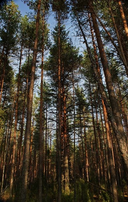 Фото жизнь