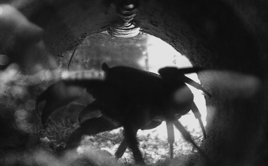 Фото жизнь (light) - Алексей Баранов - Дикие животные - На страже подводного царства