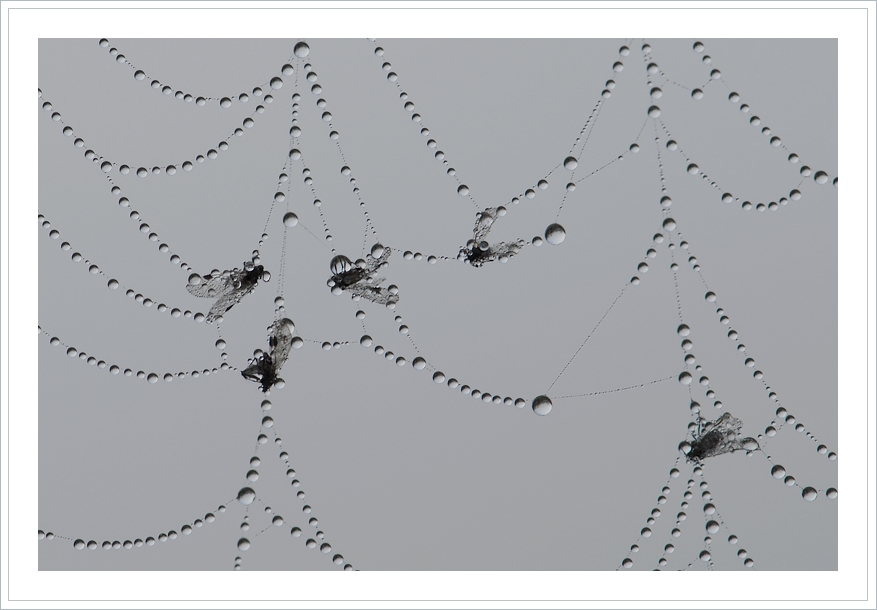 Фото жизнь (light) - chark - корневой каталог - Украшение :) паутины