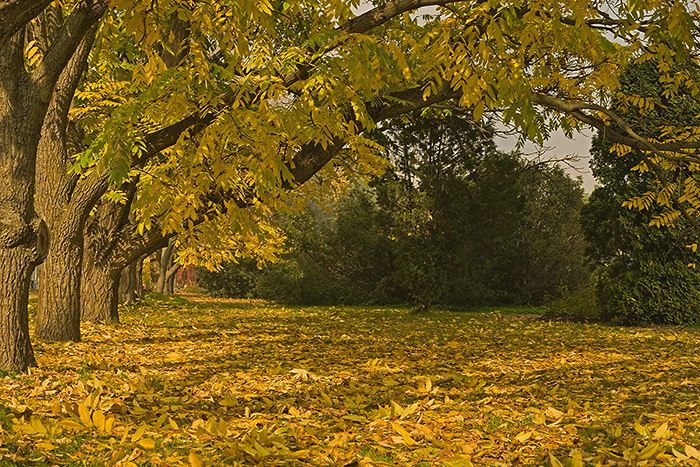Фото жизнь - Ромуальд - Природа - Осень