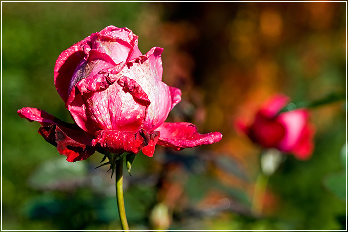 Фото жизнь (light) - Ромуальд - Природа - Осенние розы