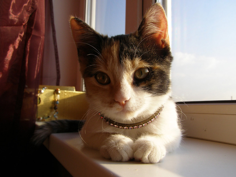 Фото жизнь - iscreamer - корневой каталог - котенок - Бусинка