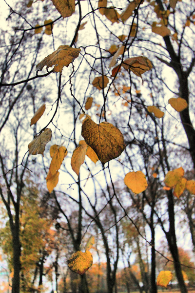 Фото жизнь (light) - Селегенева Людмила - корневой каталог - Отлетают листья, отлетают..