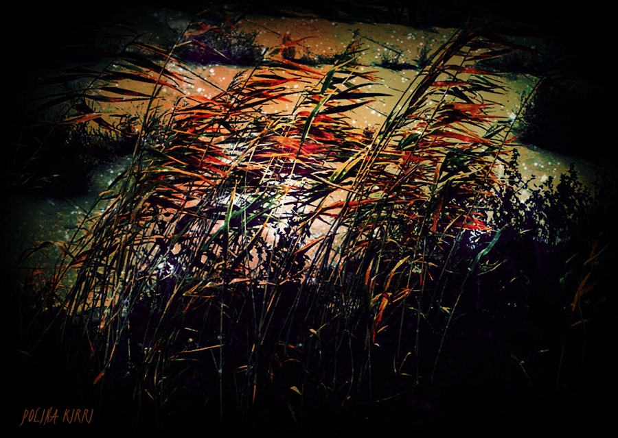 Фото жизнь (light) - Polisy90 - корневой каталог - Осенние камыши