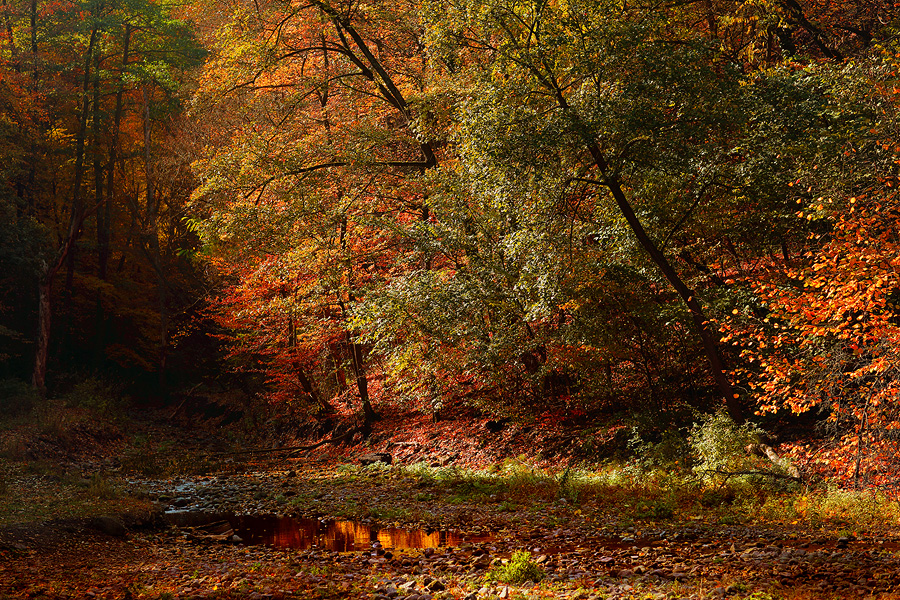 Фото жизнь (light) - Slavado   - Осень в Будапеште - Сказки венгерского леса - 4