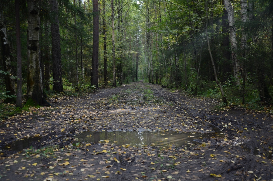 Осенний лес