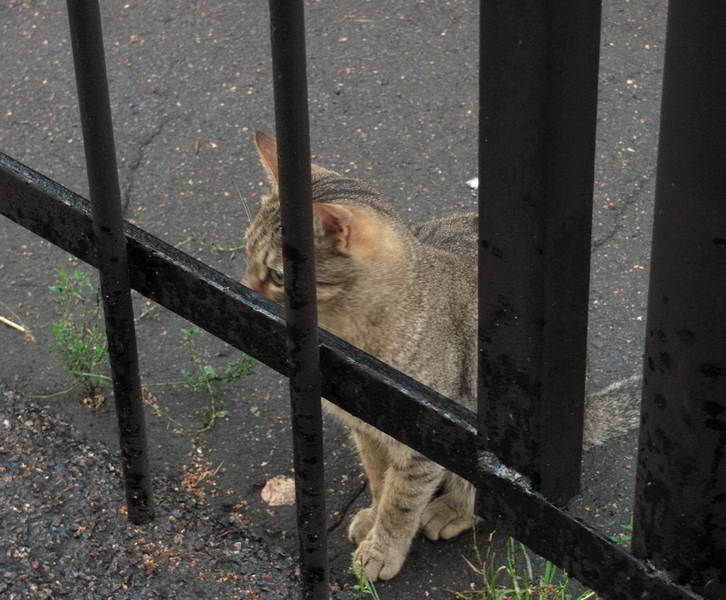 Фото жизнь (light) - Владимир Юрков - корневой каталог - Pussy Cat in Prison