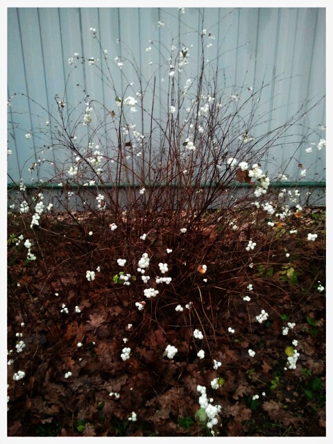 Фото жизнь (light) - serenata - корневой каталог - *